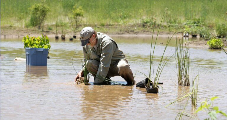 Researcher Planting in Wetland