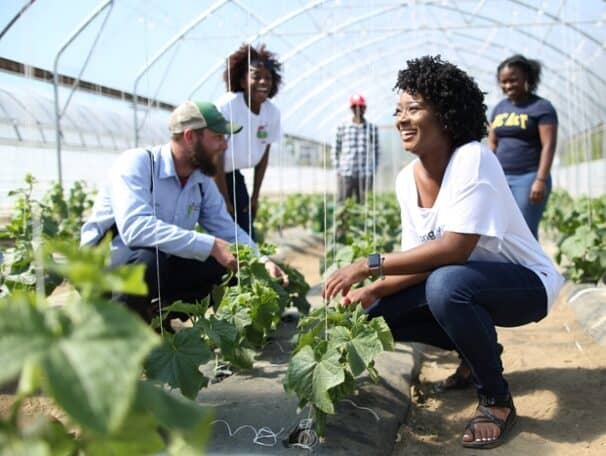 Healthy Greenhouse Farming with Diverse Team Greenhouse farming team inspecting healthy plants in a controlled environment.