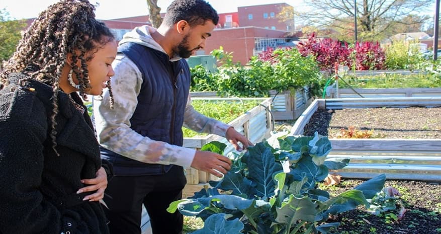 Urban farming with two people inspecting leafy greens in a community garden. Urban farming, community garden, sustainable agriculture, leafy greens, gardening.