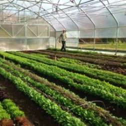 Greenhouse, High Tunnel, and Hydroponic Production Research and Resources